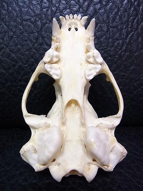 ☆ 即納 ☆ 高品質！アメリカアナグマの頭骨 C - 頭骨・骨格標本