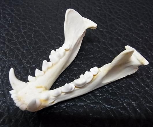 高品質！アメリカアナグマの頭骨 ☆ 即納 ☆ 高品質！アメリカアナグマの頭骨 - 頭骨・骨格標本