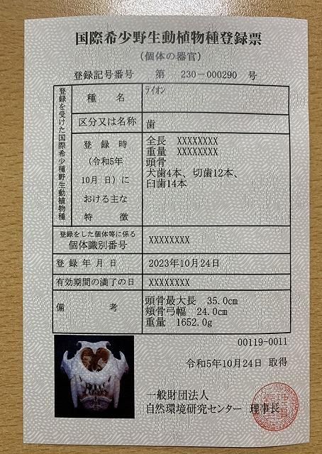 即納☆ 超貴重!バーバリーライオン ♂ 頭骨 35cm ※登録票付 即納☆ 超貴重!バーバリーライオン ♂ 頭骨 35cm ※登録票付
