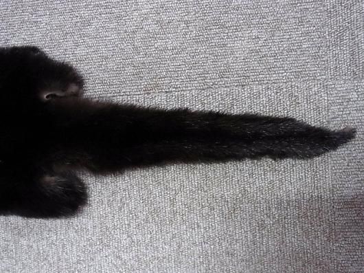 ☆ 即納 ☆ 高品質！ カナダカワウソの毛皮 B - 頭骨・骨格標本・剥製