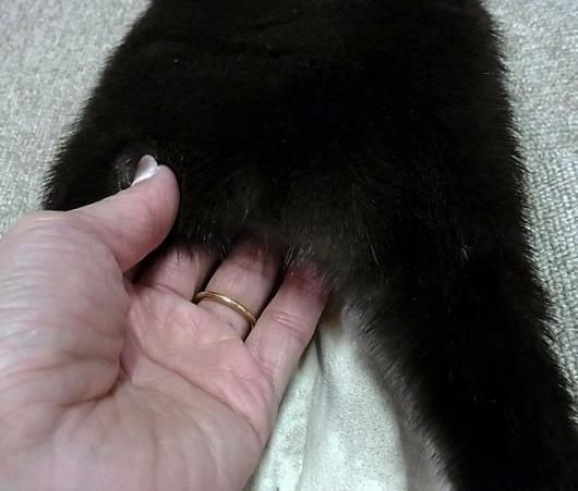 ☆ 即納 ☆ 高品質！ カナダカワウソの毛皮 B - 頭骨・骨格標本