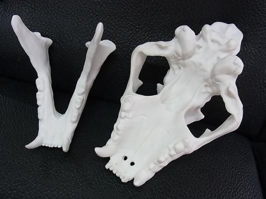 ☆ 即納 ☆ 3Dスキャン 高品質 アフリカライオン 頭骨（レプリカ