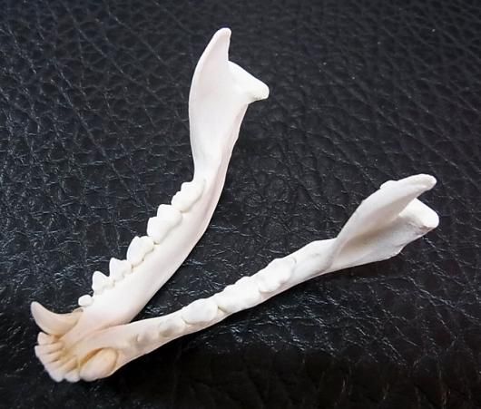 高品質！ヨーロッパアライグマ（ラクーン）頭骨 ☆ 即納 ☆ 高品質！ヨーロッパアライグマ（ラクーン）頭骨