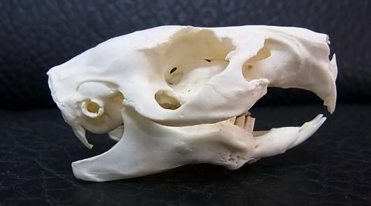 ☆即納☆ モルモット 頭骨 ☆ - 頭骨・骨格標本・剥製販売 【Core-Box】