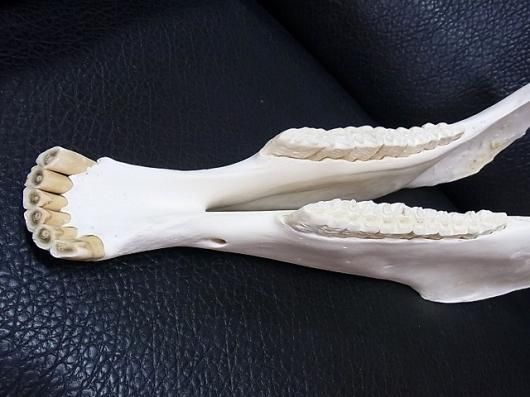 ☆ 即納 ☆ 高品質！特大サイズ サラブレッド 頭骨 - 頭骨・骨格標本