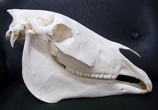 高品質！特大サイズ　イングリッシュ・サラブレッド　頭骨 ☆ 即納 ☆ 高品質！特大サイズ サラブレッド 頭骨 - 頭骨・骨格標本
