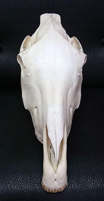 ☆ 即納 ☆ 高品質！特大サイズ サラブレッド 頭骨 - 頭骨・骨格