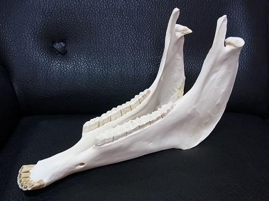 ☆ 即納 ☆ 高品質！特大サイズ サラブレッド 頭骨 - 頭骨・骨格標本