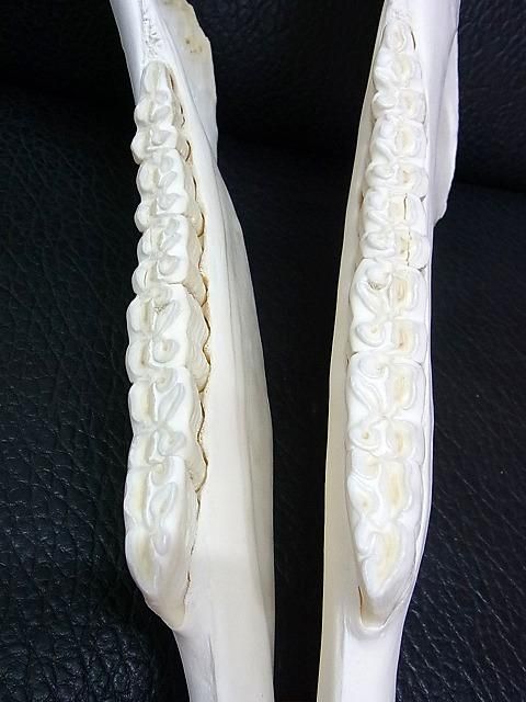 高品質 オポッサムの頭骨 ★ S サイズ 高品質！ハートマンヤマシマウマの全身骨格標本 - 頭骨・骨格