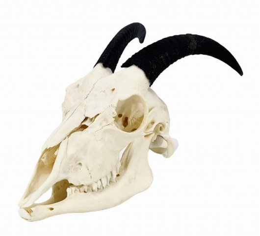高品質！ヨーロッパ　ヤギの頭骨　No.9-1 - 頭骨・骨格標本・剥製販売　【Core-Box】