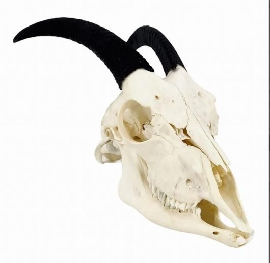 小笠原で拾ったヤギの頭骨 小笠原で拾ったヤギの頭骨