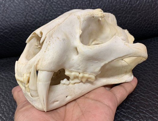 サルの頭骨 頭蓋骨 骨格標本 インドネシア 猿 skull スカル 骨 - 科学 
