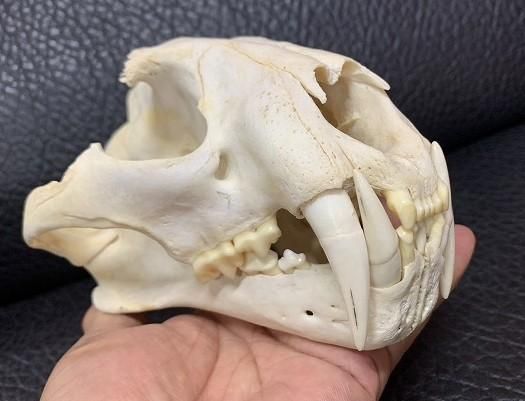 即納☆ 超貴重！絶滅危惧種 ジャワヒョウ ♂ 頭骨 ※登録票付
