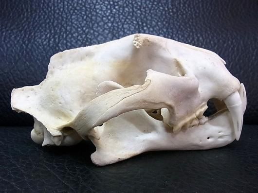 即納☆ 超貴重!絶滅危惧種 ジャワヒョウ ♂ 頭骨 ※登録票付 - 頭骨 即納☆ 超貴重!絶滅危惧種 ジャワヒョウ ♂ 頭骨 ※登録票付 - 頭骨