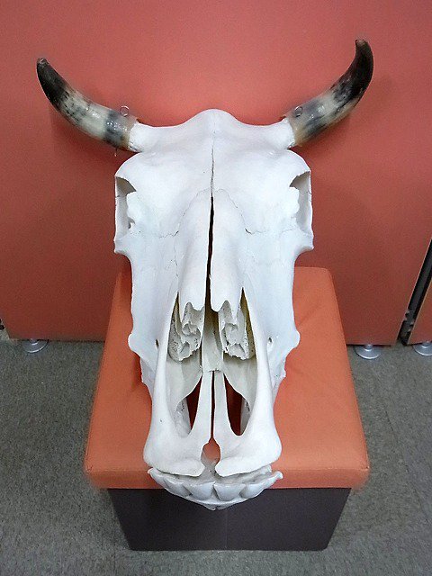 牛 頭骨 頭蓋骨 標本 バッファロー - 置物
