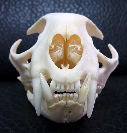 即納☆ ボブキャットの頭骨（Lサイズ） - 頭骨・骨格標本・剥製販売