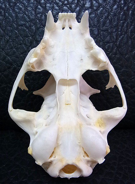 即納☆ ボブキャットの頭骨（Lサイズ） - 頭骨・骨格標本・剥製販売 