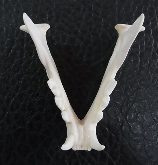 即納★ 高品質！ボブキャットの頭骨（XLサイズ） - 頭骨・骨格標本・剥製販売　【Core-Box】