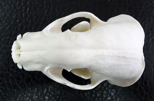 ☆ 即納 ☆ 高品質！アメリカアナグマの頭骨 B - 頭骨・骨格標本