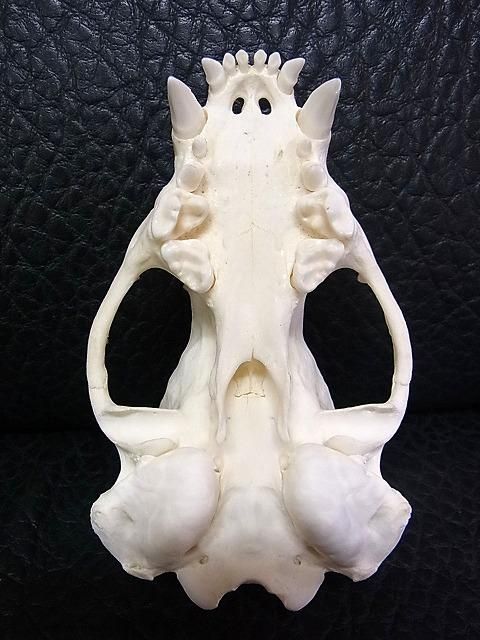 ☆ 即納 ☆ 高品質！アメリカアナグマの頭骨 B - 頭骨・骨格標本