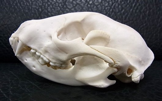 ★ 即納 ★ アライグマ（ラクーン）頭骨 - 頭骨・骨格標本・剥製販売　【Core-Box】