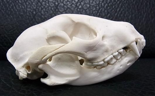 高品質！ヨーロッパアライグマ（ラクーン）頭骨 ☆ 即納 ☆ アライグマ（ラクーン）頭骨 - 頭骨・骨格標本・剥製販売