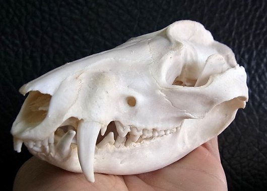 オポッサムの頭骨約55cm - 置物