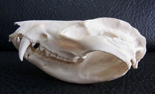 ☆即納☆ オポッサムの頭骨 ☆ Lサイズ - 頭骨・骨格標本・剥製販売 