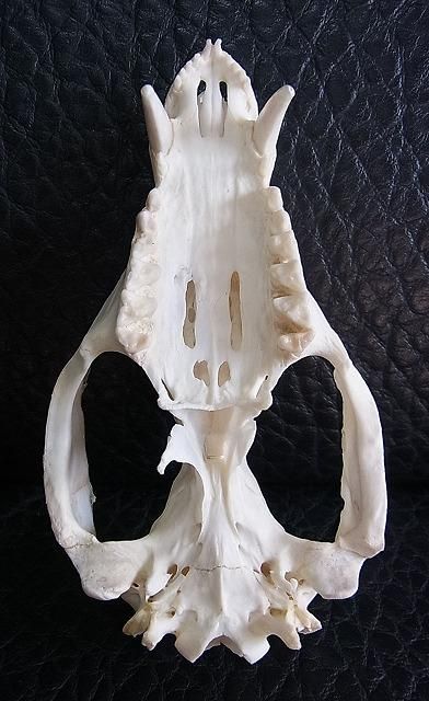 ☆即納☆ オポッサムの頭骨 ☆ Lサイズ - 頭骨・骨格標本・剥製販売