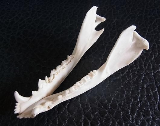 高品質 オポッサムの頭骨 ☆ Lサイズ