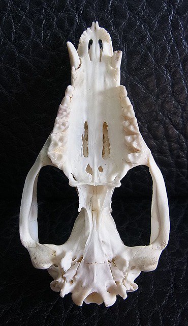 ★即納★ オポッサムの頭骨 ★ Mサイズ - 頭骨・骨格標本・剥製販売　【Core-Box】