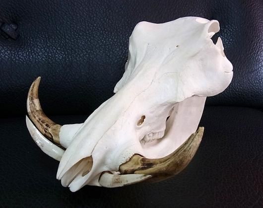 アフリカ便！高品質 イボイノシシ 成獣の頭骨（Lサイズ） アフリカ便！高品質 イボイノシシ 成獣の頭骨（Lサイズ）