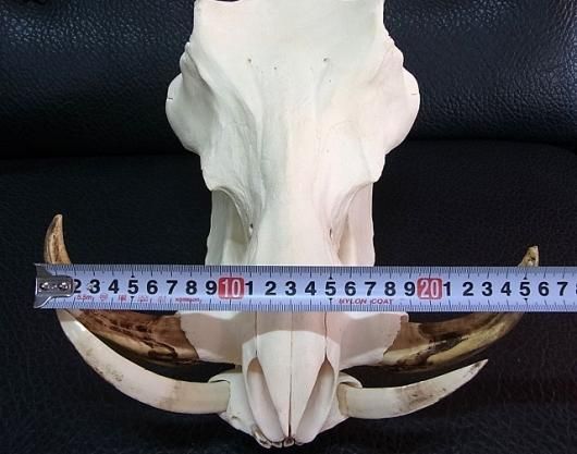 ☆即納☆ アフリカ便！高品質 イボイノシシ 成獣の頭骨（Lサイズ