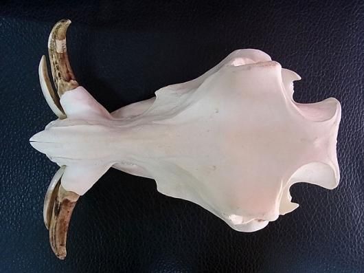 アフリカ便！高品質 イボイノシシ 成獣の頭骨（Lサイズ） ☆即納☆ アフリカ便 迫力サイズ！ イボイノシシ 成獣の頭骨