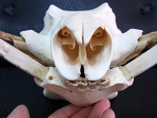 ☆即納☆ アフリカ便！高品質 イボイノシシ 成獣の頭骨（Lサイズ