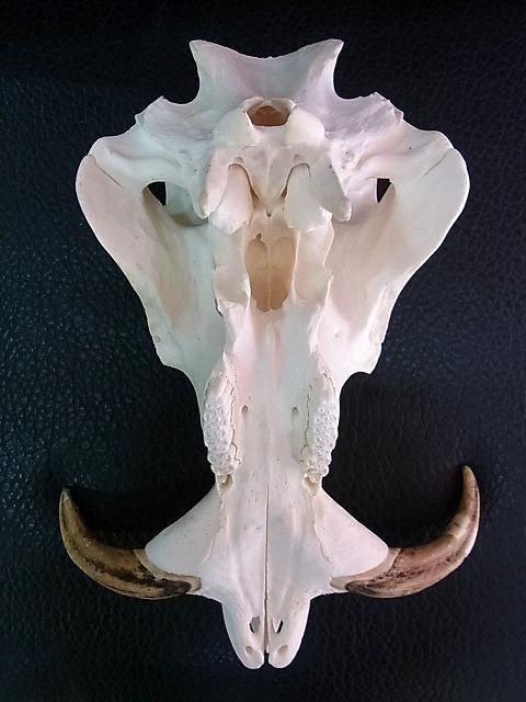 アフリカ便！高品質 イボイノシシ 成獣の頭骨（Lサイズ）
