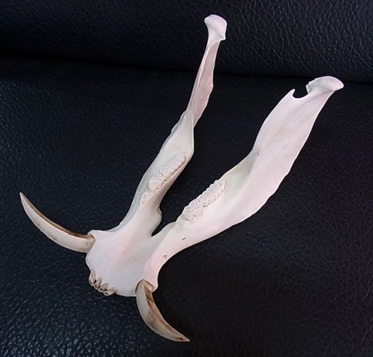 ★即納★ アフリカ便！高品質 イボイノシシ 成獣の頭骨（Lサイズ） - 頭骨・骨格標本・剥製販売　【Core-Box】