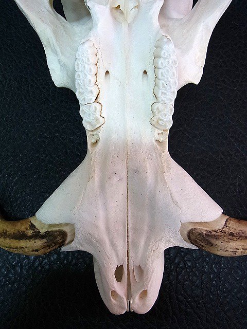 ★即納★ アフリカ便！高品質 イボイノシシ 成獣の頭骨（Lサイズ） - 頭骨・骨格標本・剥製販売　【Core-Box】