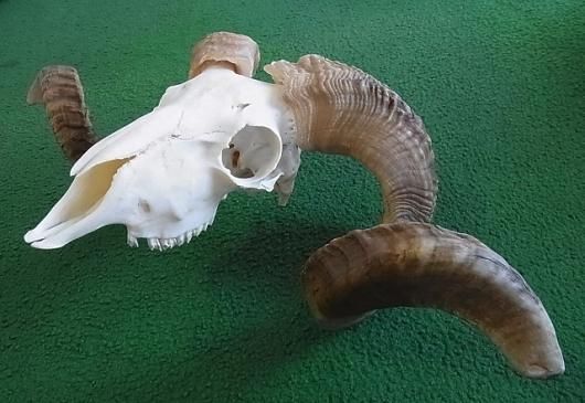 ☆ 即納 ☆ アフリカ便！ 羊（メリノ種）巻角 スカルホーン ☆ - 頭骨