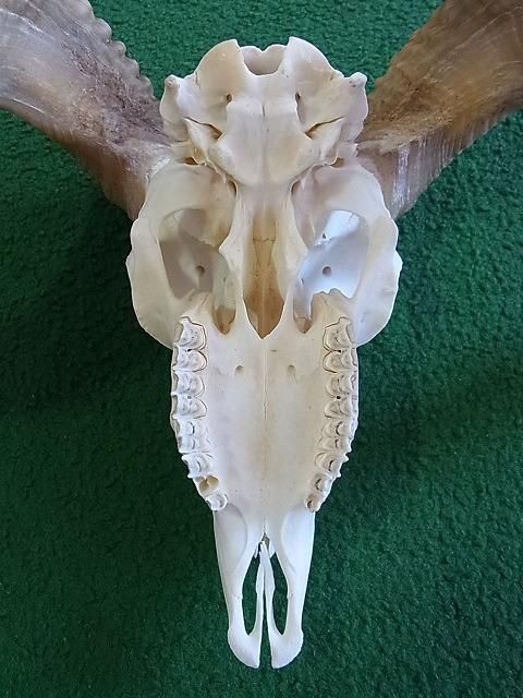 ☆ 即納 ☆ アフリカ便！ 羊（メリノ種）巻角 スカルホーン ☆ - 頭骨