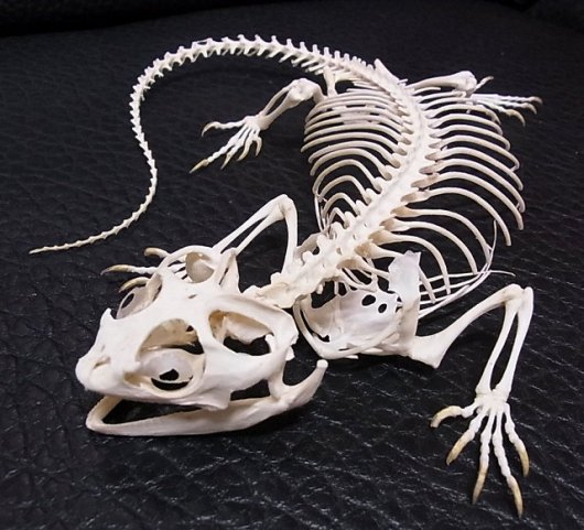 アンボイナホカケトカゲ 頭骨 骨格標本 爬虫類 - 科学、自然