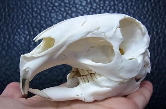 マーラ　Mara　全身骨格標本 マーラ Mara 全身骨格標本