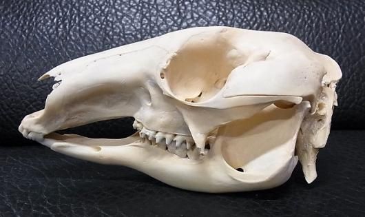 アカゲザル 頭骨 骨格標本 アカゲザル頭蓋骨模型 bcbc137｜動物の頭蓋骨模型