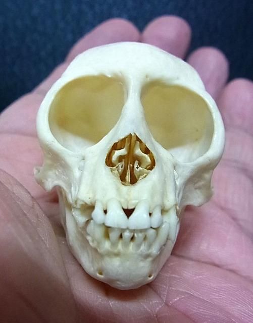 ずっと気になってた Squirrel リスザル（Common 即納☆高品質 Monkey）頭骨 頭骨 - 置物