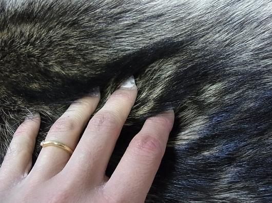 ☆ 即納 ☆ 高品質！ アライグマ（ラクーン）の毛皮 - 頭骨・骨格標本