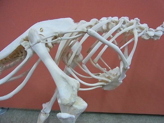 即納☆ 貴重 ダチョウの骨格標本 台座付 - 頭骨・骨格標本・剥製販売 