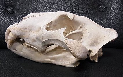 即納★ 特大サイズ！40cm　アフリカライオン ♂ 頭骨　※登録票付 - 頭骨・骨格標本・剥製販売　【Core-Box】