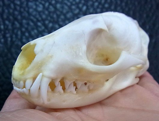 即納 ★ パームシベット（Palm Civet）頭骨 A - 頭骨・骨格標本・剥製販売　【Core-Box】