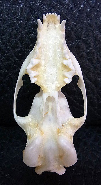 即納 ★ パームシベット（Palm Civet）頭骨 A - 頭骨・骨格標本・剥製販売　【Core-Box】