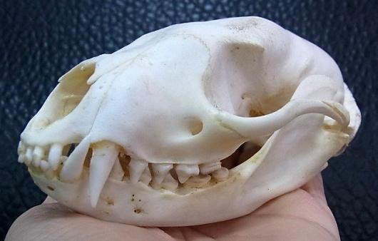 激レア！ ビントロング（Binturong / Bear cat）の頭骨 ☆ 即納 ☆ 激レア！ ビントロング（Binturong / Bear cat）の